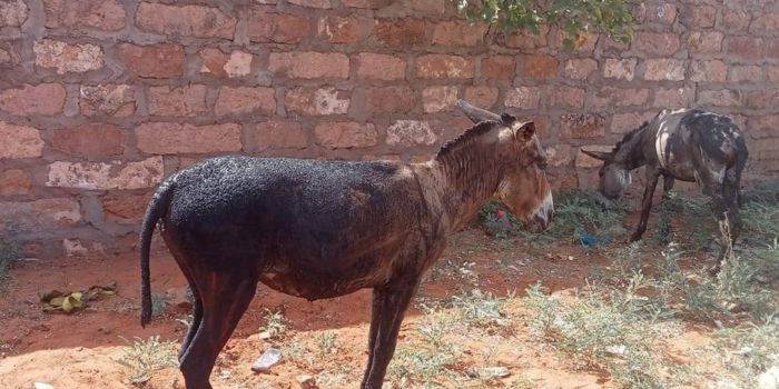 Two donkeys burnt after an IED explosion in Mandera.